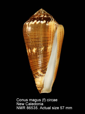Conus magus (f) circae.jpg - Conus magus (f) circae G.B.Sowerby,1858